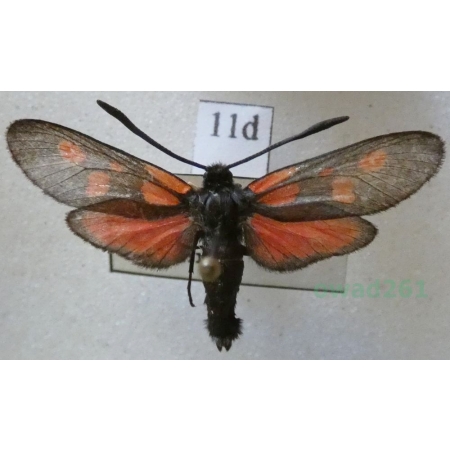 Zygaena meliloti Hübner, 1796 Czech11d